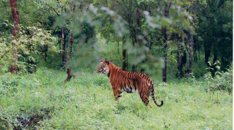 ‘Wildlife species causing life, property losses across India’