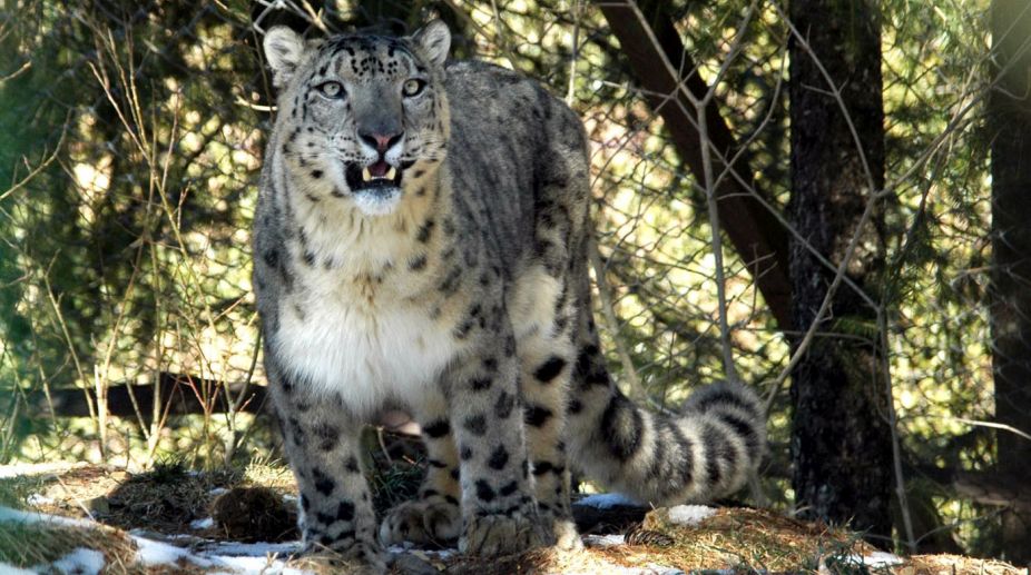 Radio collar project for snow leopards hits roadblock