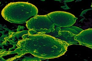 Microbots to remove harmful bacteria from water developed