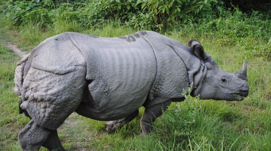 Assam to raise new force for rhino protection