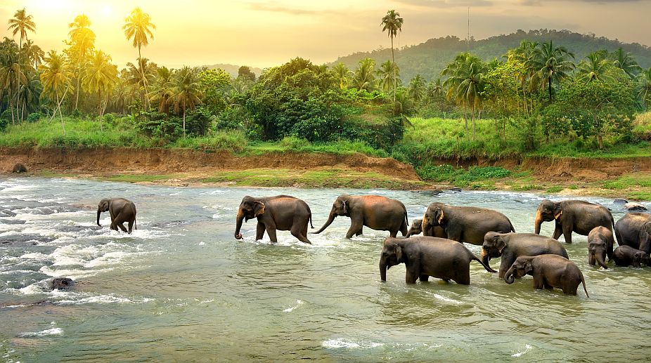 Odisha records rise in elephant population