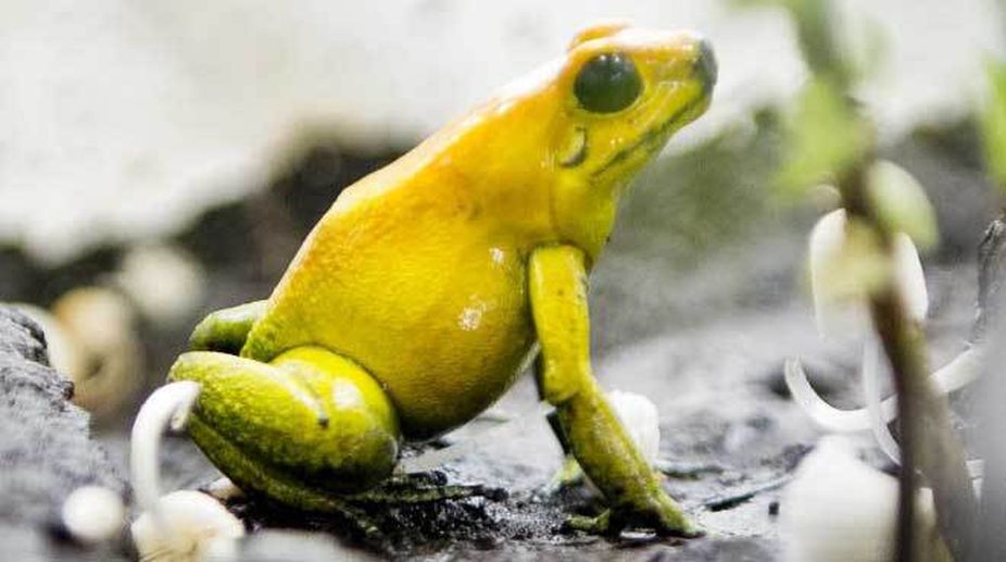 New study reveals how frogs flourished after dinosaurs croaked