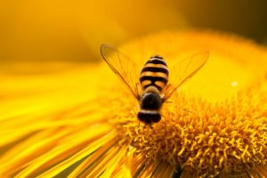 ‘Bee-vision’ can change way drones see the world