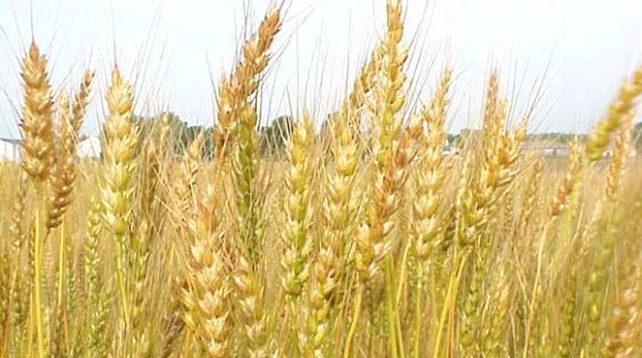 Haryana asks companies for field survey on crop insurance