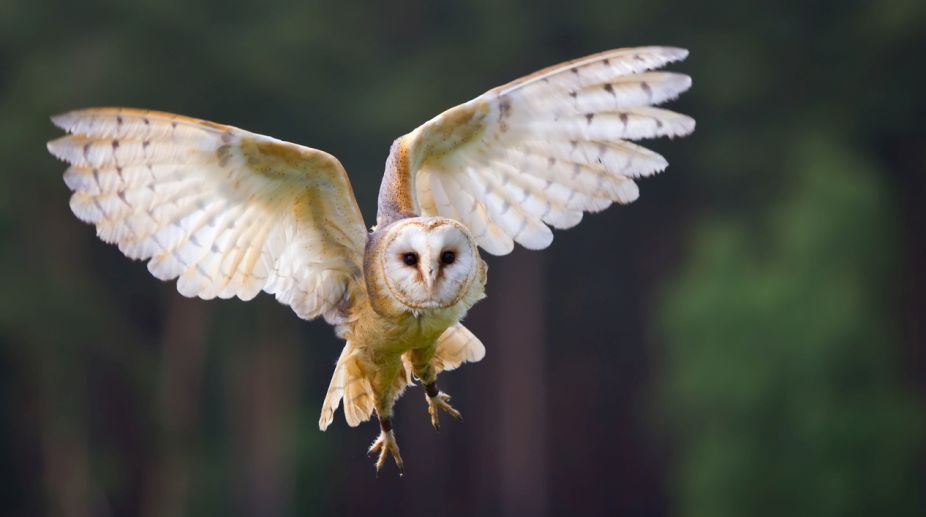 Owls’ wings could hold key to quieter aircraft