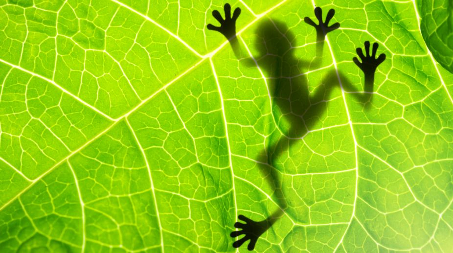Extinction event that wiped out dinosaurs helped frogs evolve