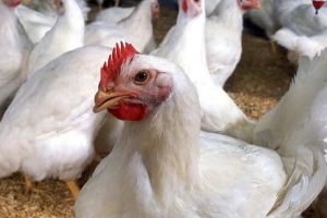 H5N1 virus yet to be confirmed as state fails to send samples for test