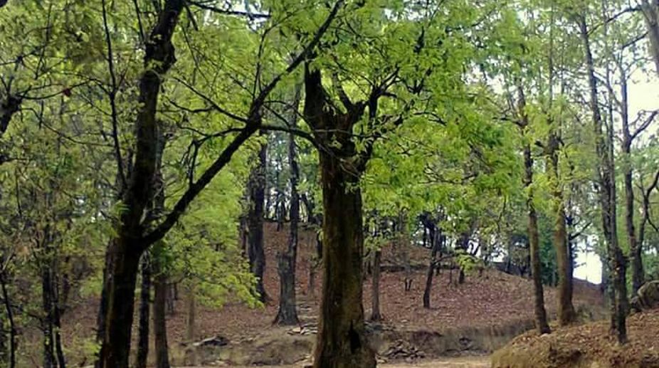Living near woods may make brain healthy