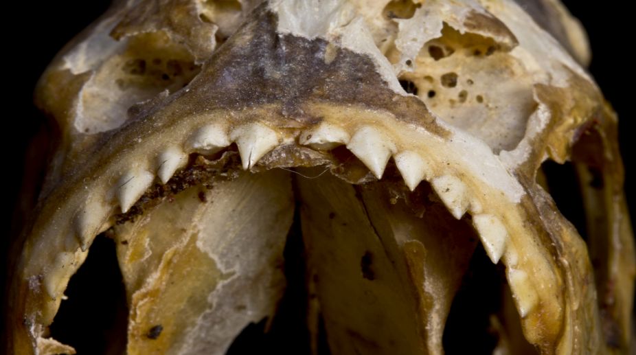 Prehistoric shark remains found near Peru lake