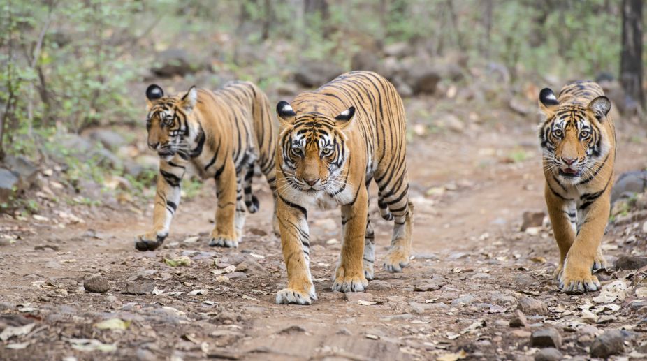 Gujarat to conduct census to ascertain presence of tigers