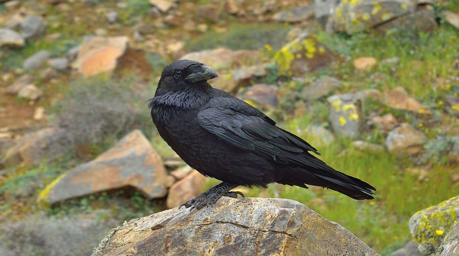 Ravens can plan for future like humans