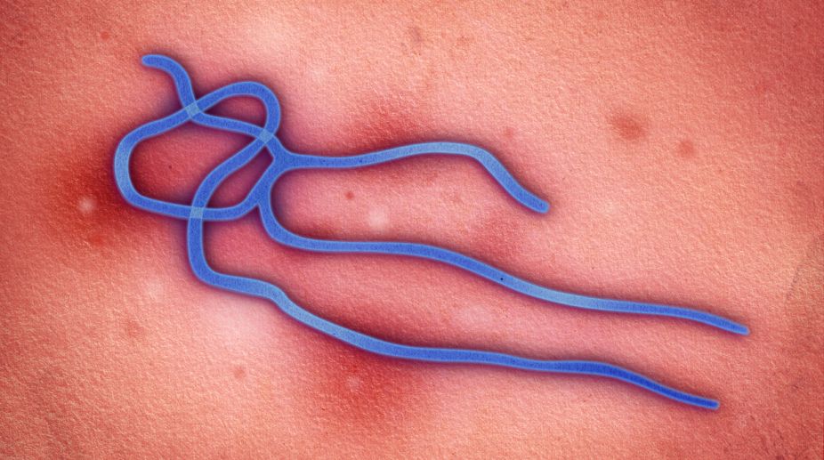 Ebola virus persists in monkeys that survive disease