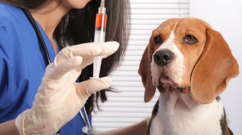 Anti-rabies vaccine