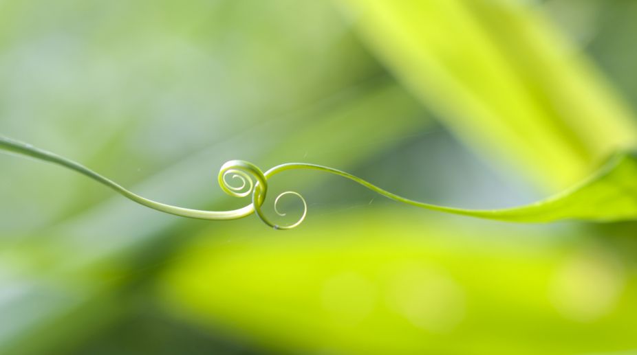 Soft robot that grows like vines may aid rescue operations