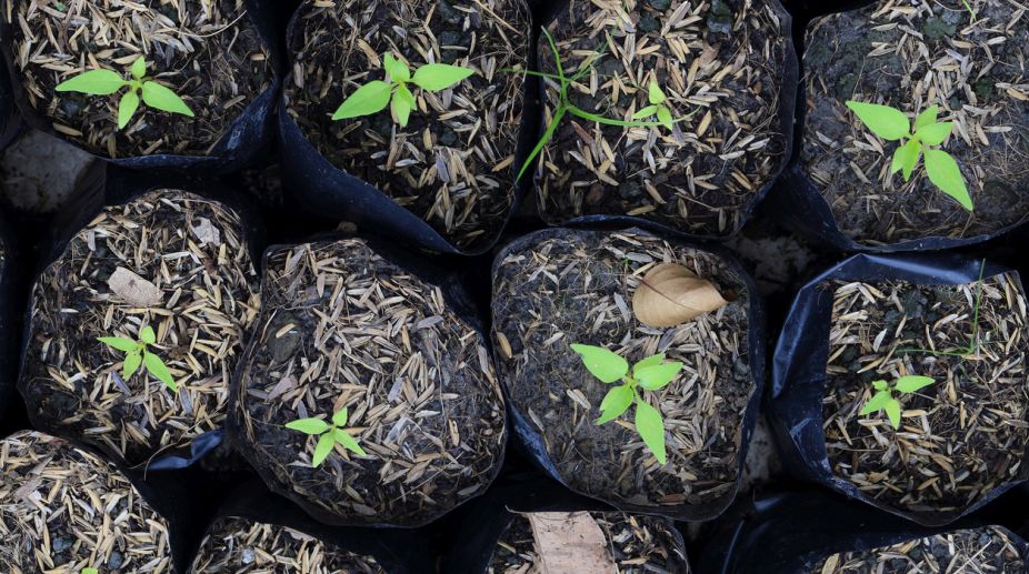 Paying people to conserve trees could cut carbon emissions