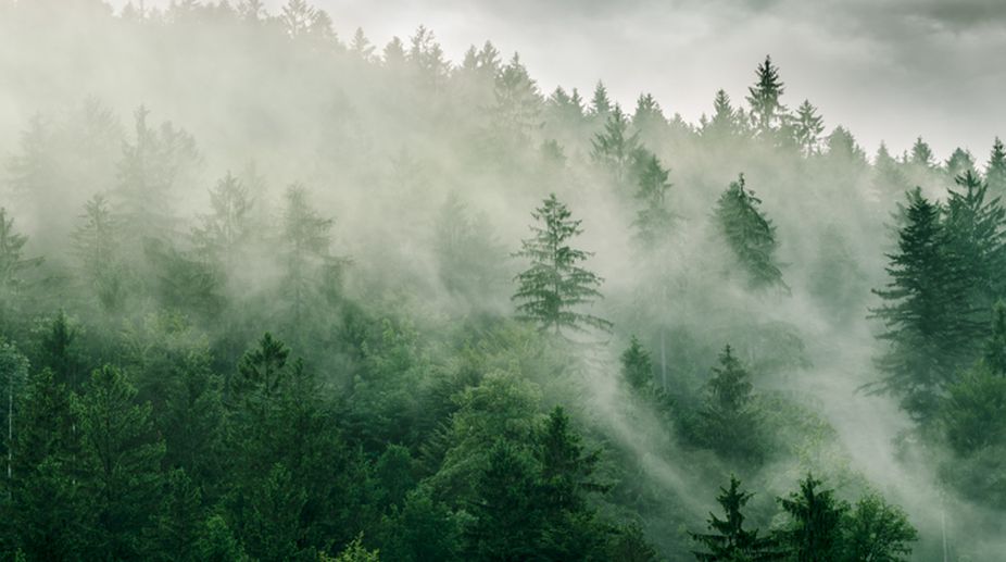 Of pine trees and cool breeze