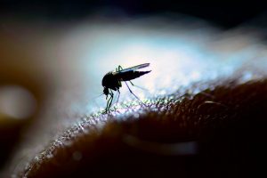 EDMC begins month-long drive against dengue