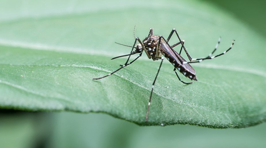 Google to raise e-mosquitoes