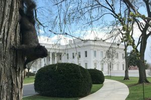 Trump backs law expanding Russia sanctions: White House