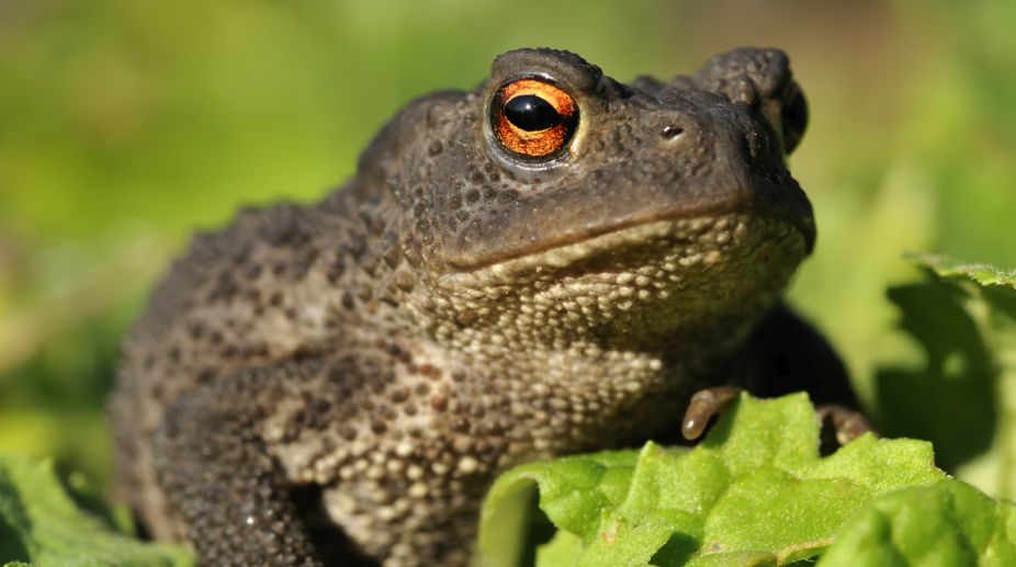 US biologists discover three new toad species