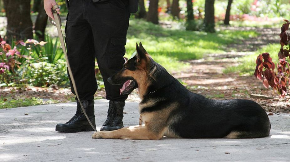 Delhi Police to acquire 35 sniffer dogs from Army