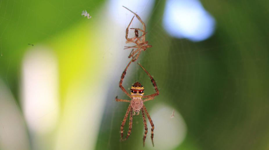 Walking like an ant