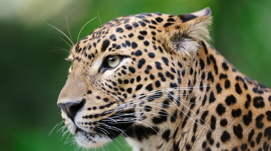 Leopard strays in residential area in Kishtwar, captured