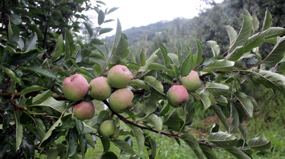 Apples turn sour for growers in Himachal