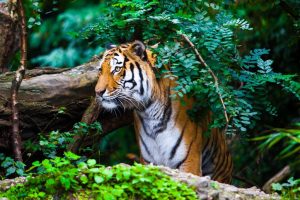 Poaching-related tiger deaths in India at all-time high