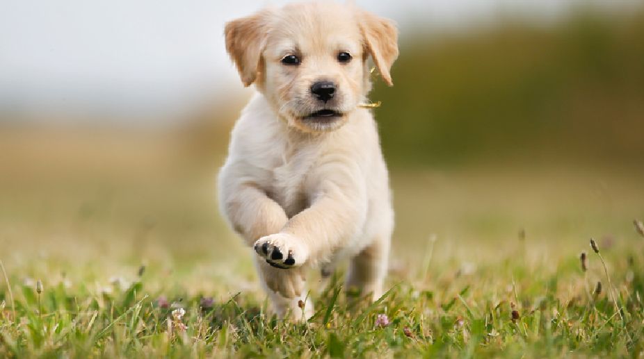 Scientists develop new therapeutic antibody for dog cancers