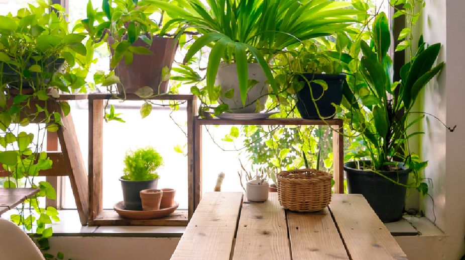 Fight air pollution with green indoor plants