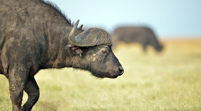 Butcher nabbed for trying to slaughter buffalo sans licence