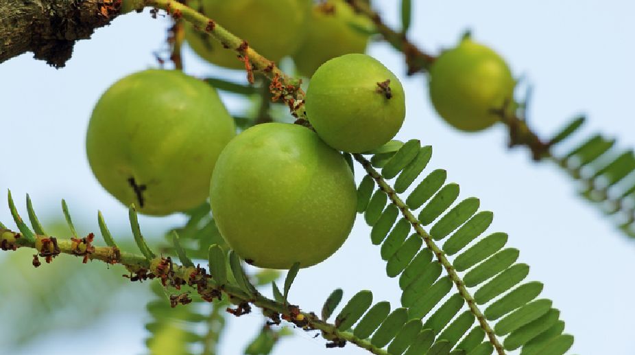 Amla, the ancient healing fruit