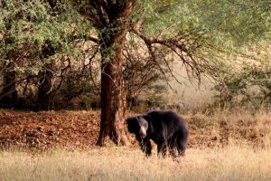 Man fights with bears to save sister’s life in Jharkhand