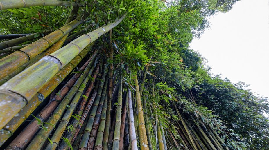 The giant bamboo