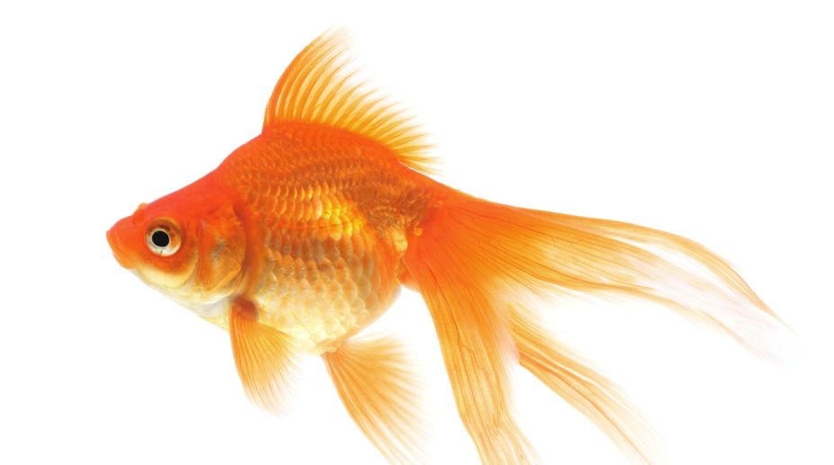 Goldfish make alcohol to survive without oxygen