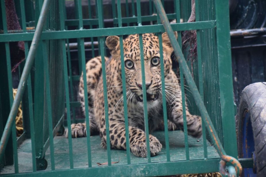 Leopard cage