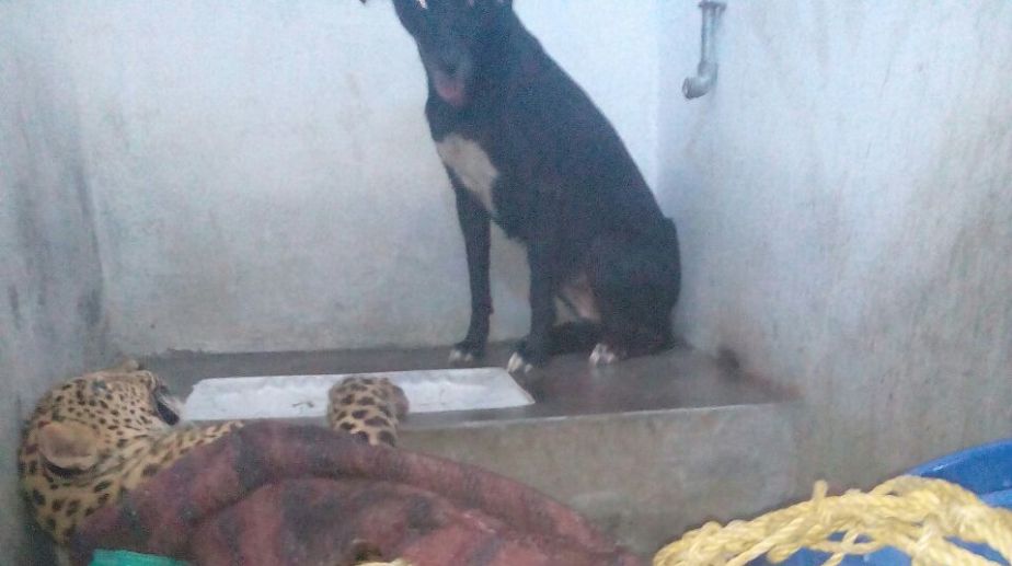 Dog walks out of toilet after sharing six hours with leopard!