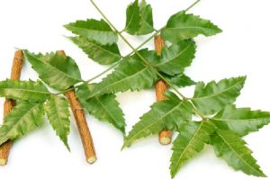 Beauty, health benefits of neem