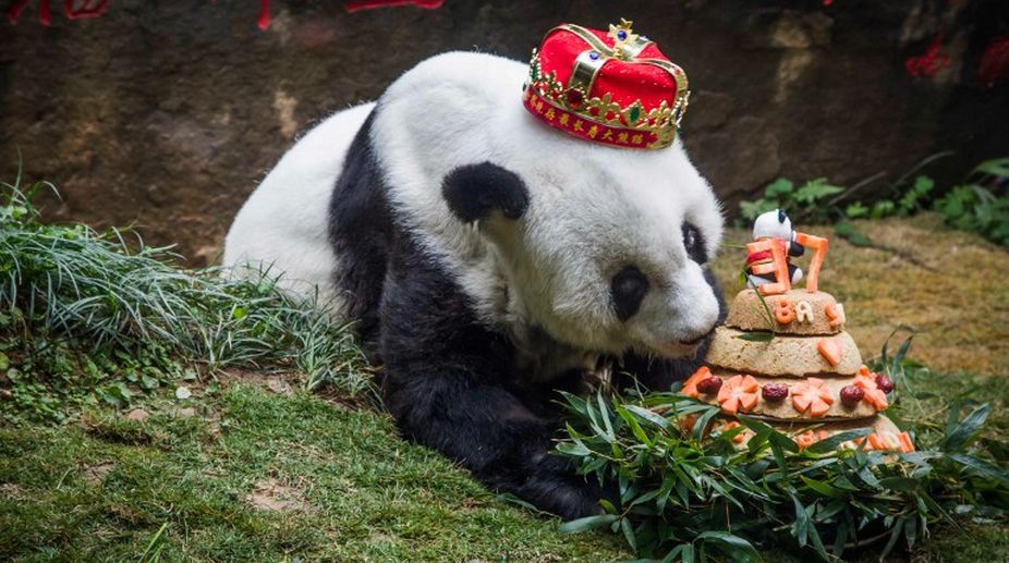 World’s oldest panda dies aged 37 in China