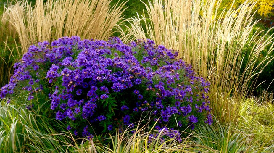Purple Aster: Feel the power of love