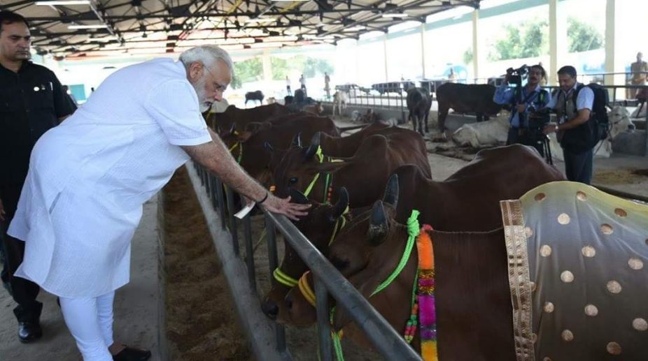 PM watches live surgery on calf for removing polythene