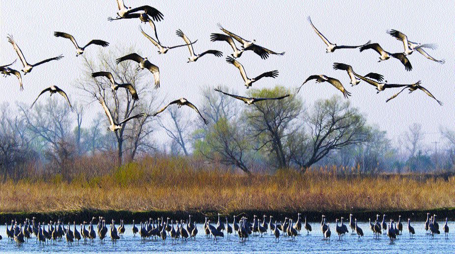Urgent need to preserve wetlands