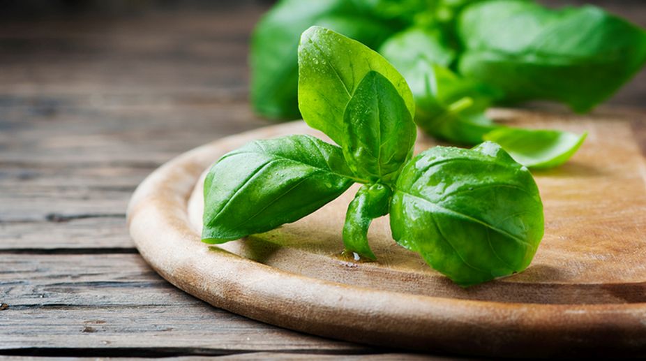 Why you should grow basil