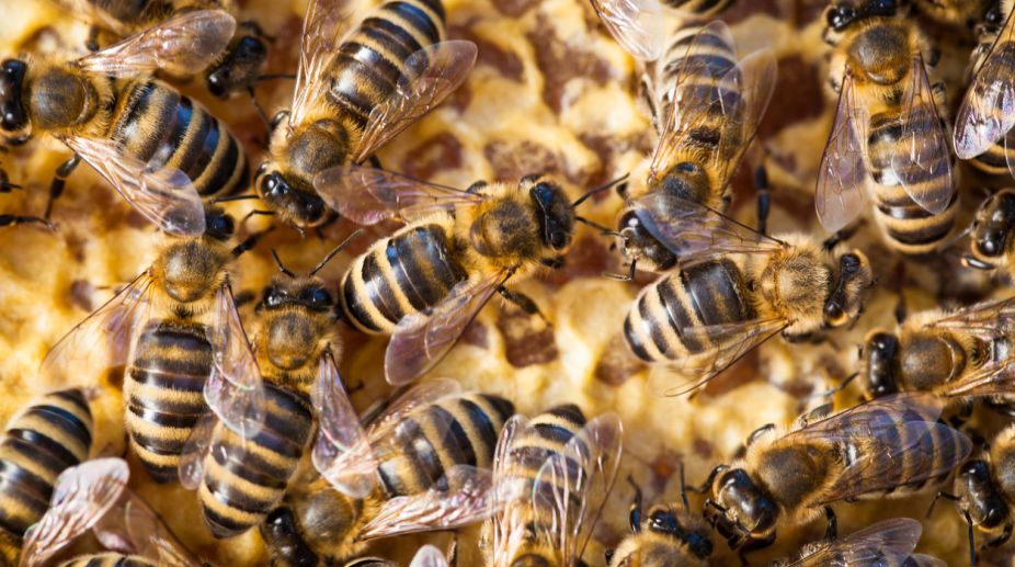 Bees sting four children in Manipur, three die