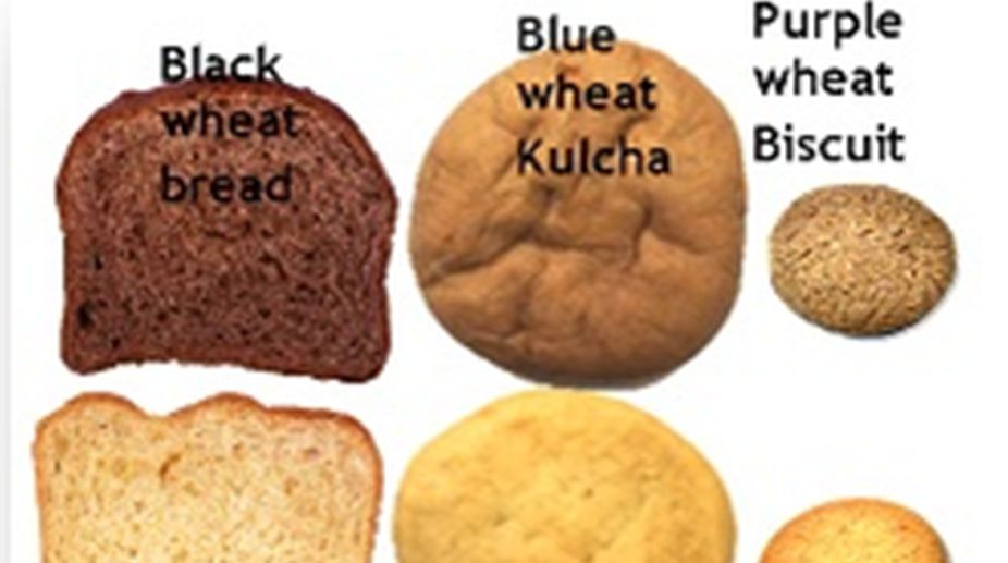 Coloured wheat with health benefits like blueberries