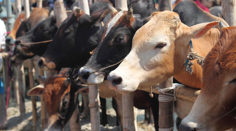 Cow vigilantes attacked by cattle smugglers in Sohna