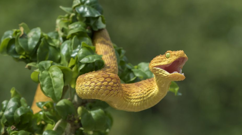 Guam forests may be ‘irreversibly damaged’ by foreign snake species