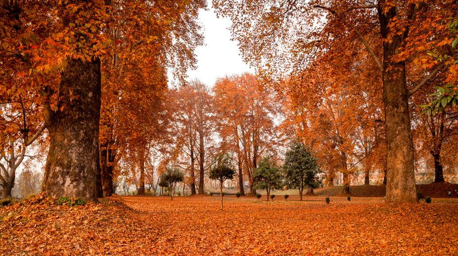 Autumn: Kashmir’s golden-yellow season of plenty