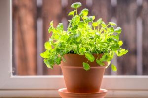How to grow herbs that heal